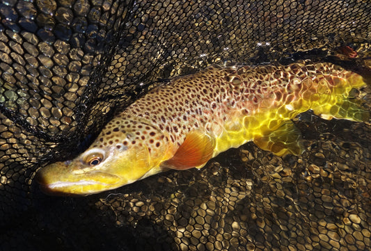 Truckee River Fly Fishing Report October 1 2024