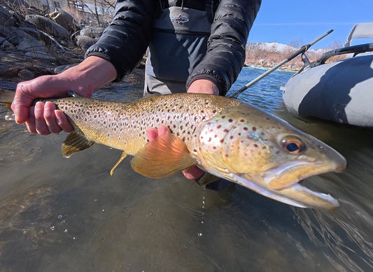 Truckee River Fly Fishing Report March 14 2025