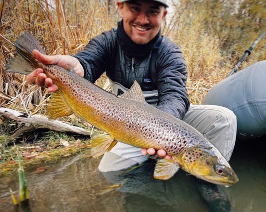 Truckee River Brown Trout Nevada