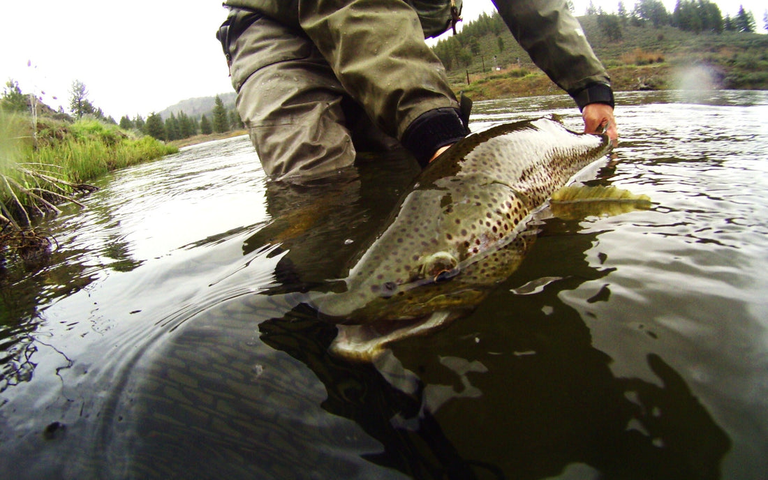 Truckee River Brown Trout