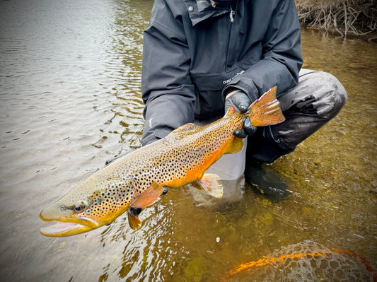 Truckee River Fly Fishing Report December 2 2024