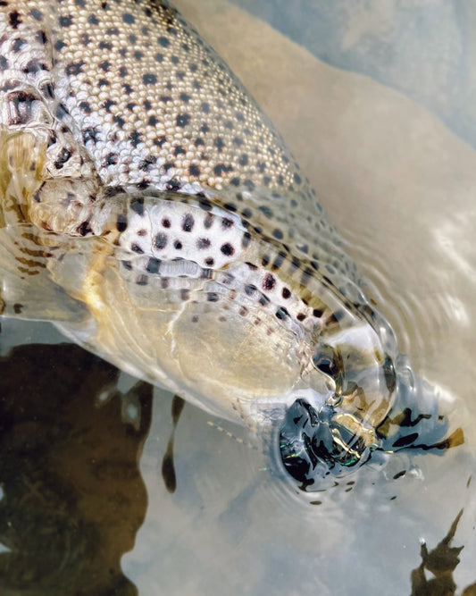 TRUCKEE RIVER FLY FISHING REPORT-3-15-22