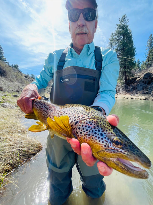 Fly Fishing for brown trout Truckee RIver Ca