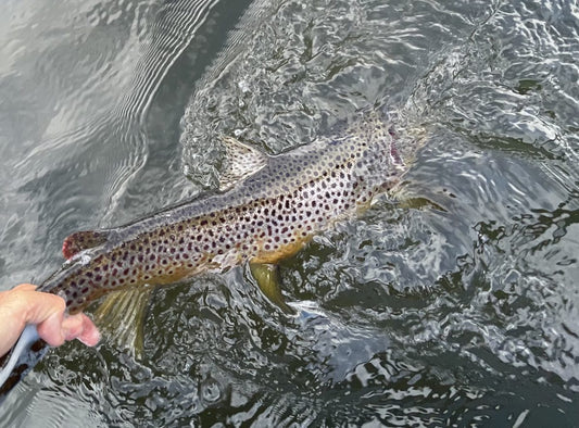 Fly Fishing Truckee California Reports