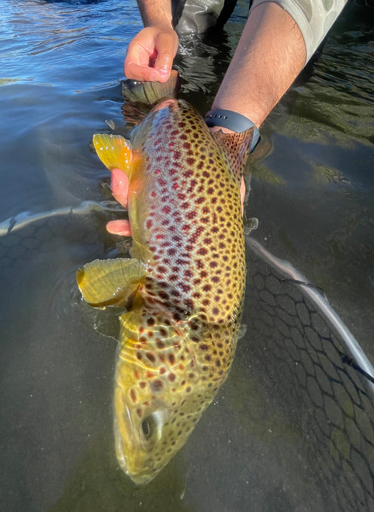 Truckee River Fly Fishing Report June 18 2026