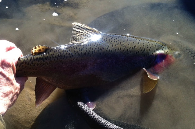 Truckee River Fishing Report 12/27/13