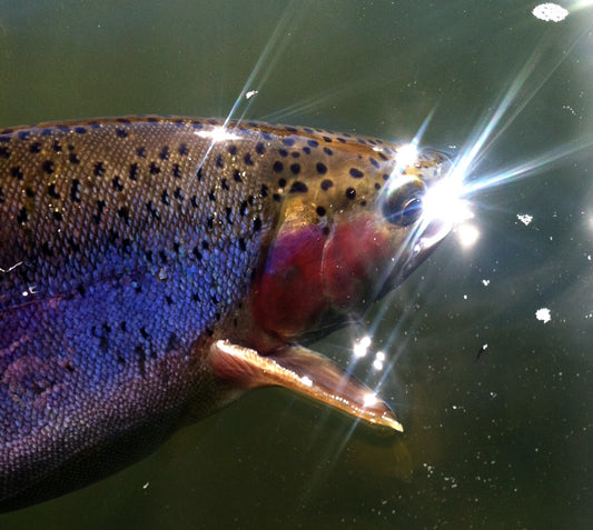 Truckee River Fishing Report 2-4-14