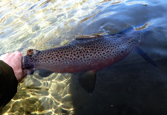 Truckee River Fishing Report 1/19/14