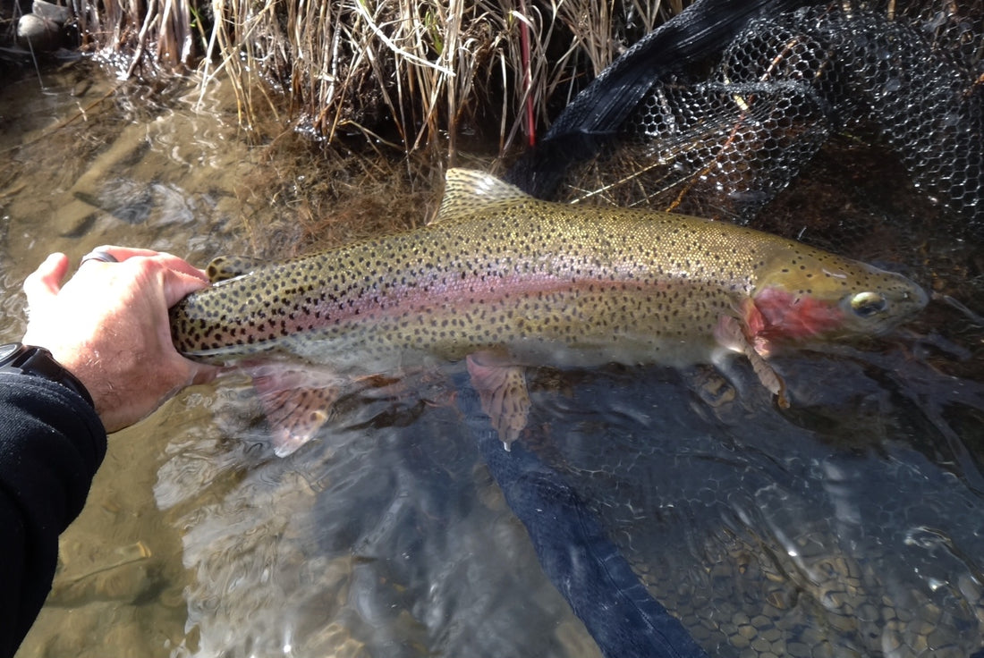 Truckee River Fishing Report 4-4-14