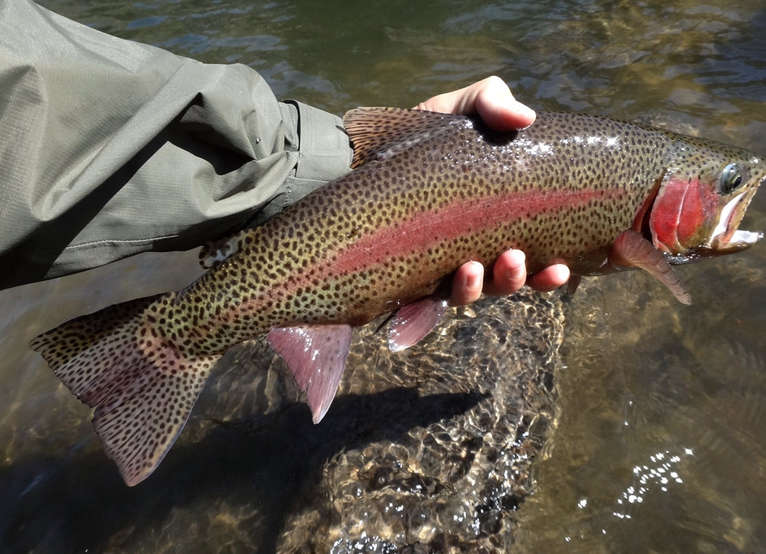 Truckee River Fishing Report 3/17/14