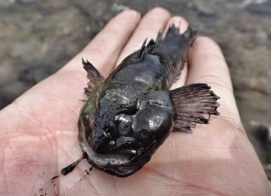 Nymph Clinic-Truckee River Fishing Report 5-6-14