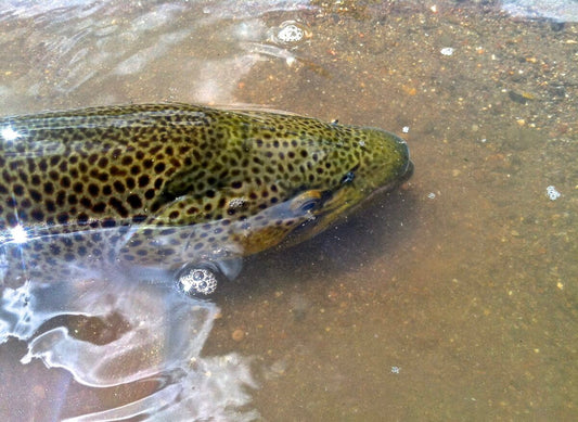 Truckee River Brown Trout