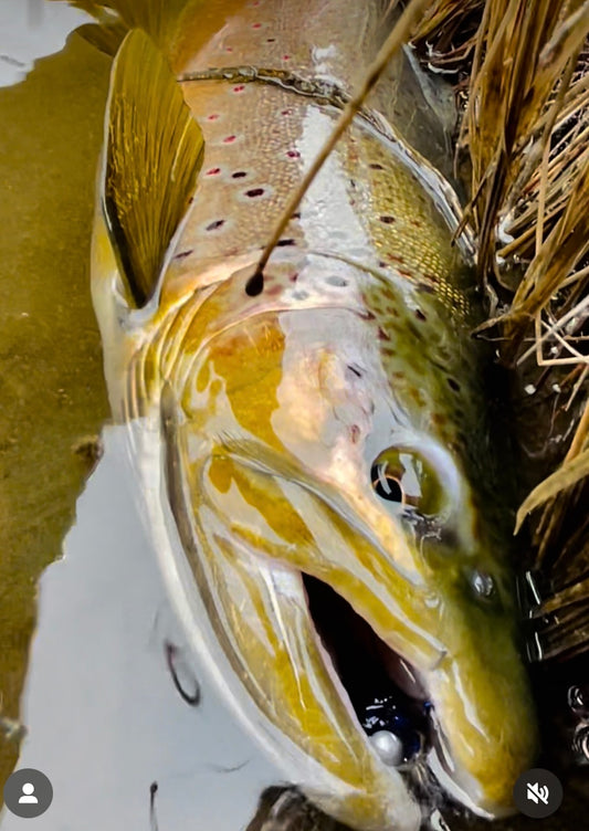 Truckee River Fly Fishing Report November 2 2024