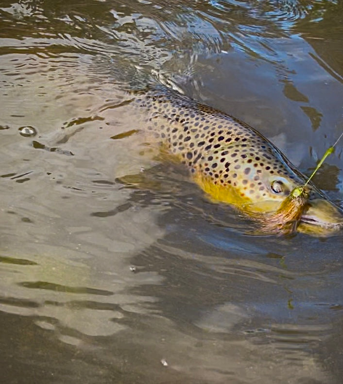 Truckee River Fly Fishing Report February 12 2024