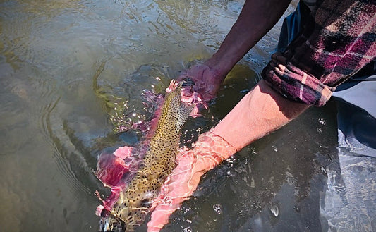 Truckee River Fly Fishing Report June 6 2025