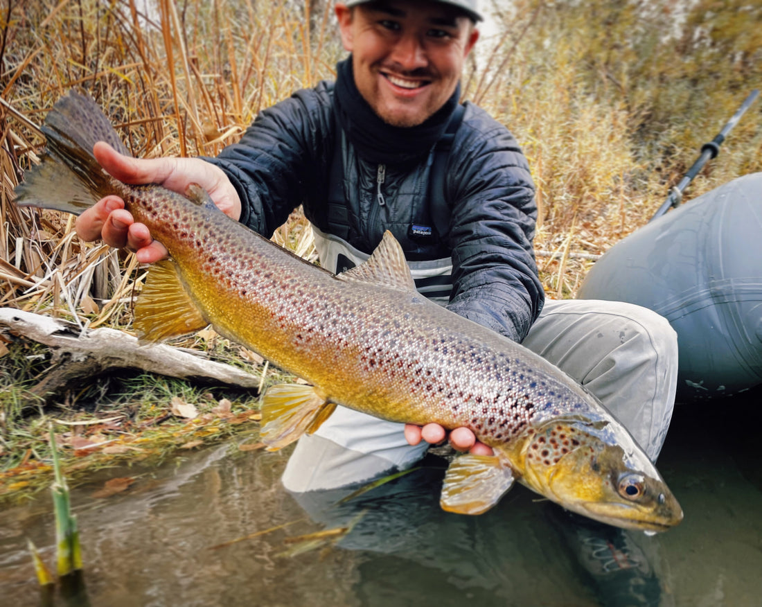 Truckee River Brown Trout Nevada