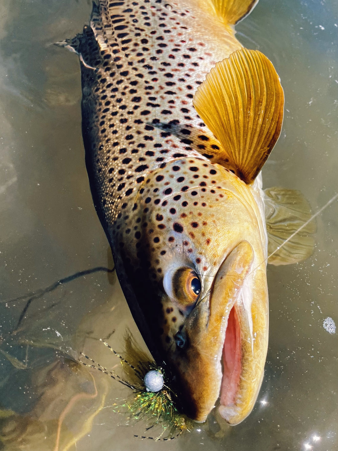 Brown Trout Truckee River