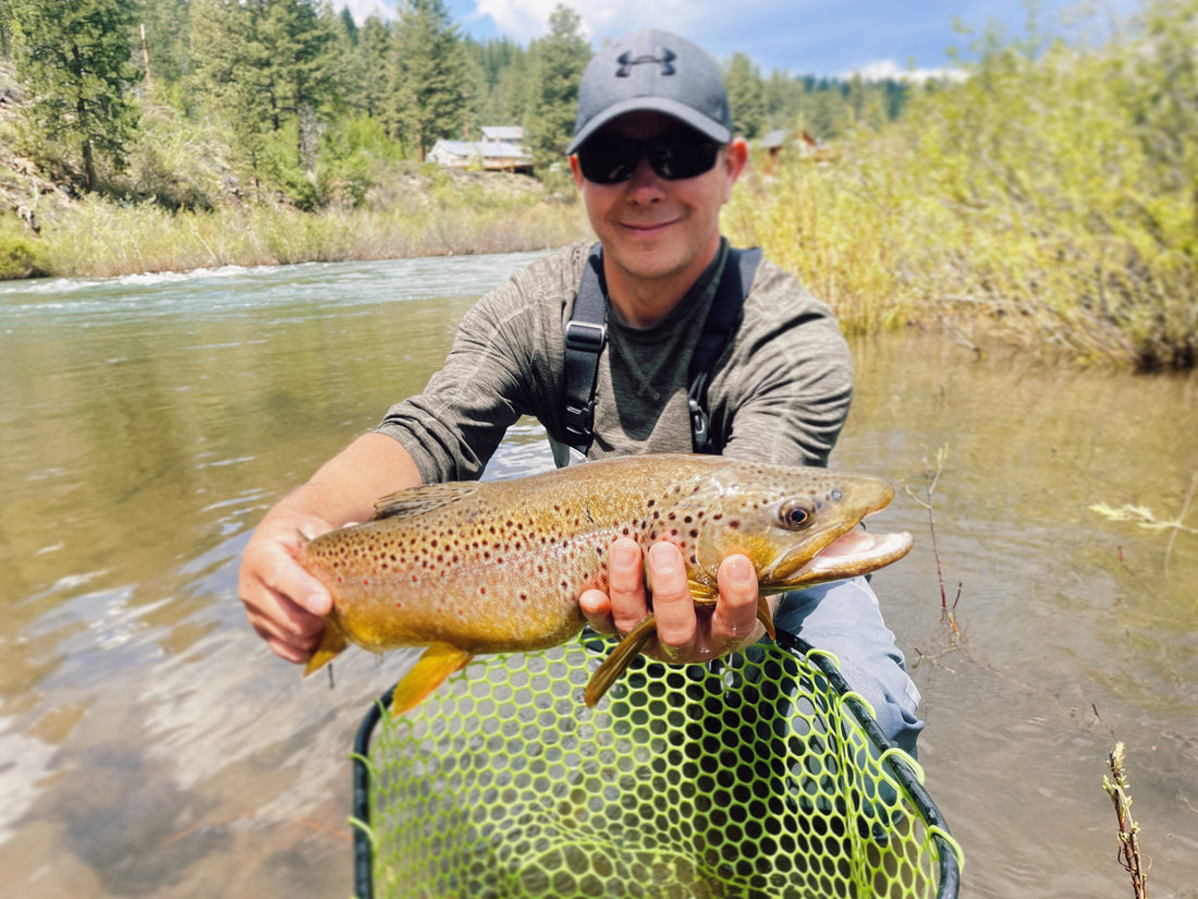 Brown Trout Truckee River