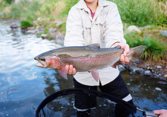 Truckee River Rainbow Reno