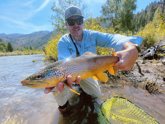 Brown Trout Fly Fishing Truckee River.