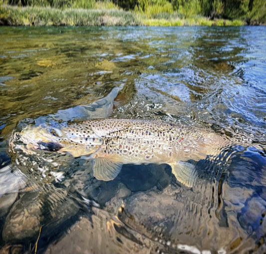 Streamer Fishing Truckee River