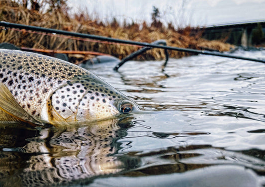 Truckee River Brown Trout