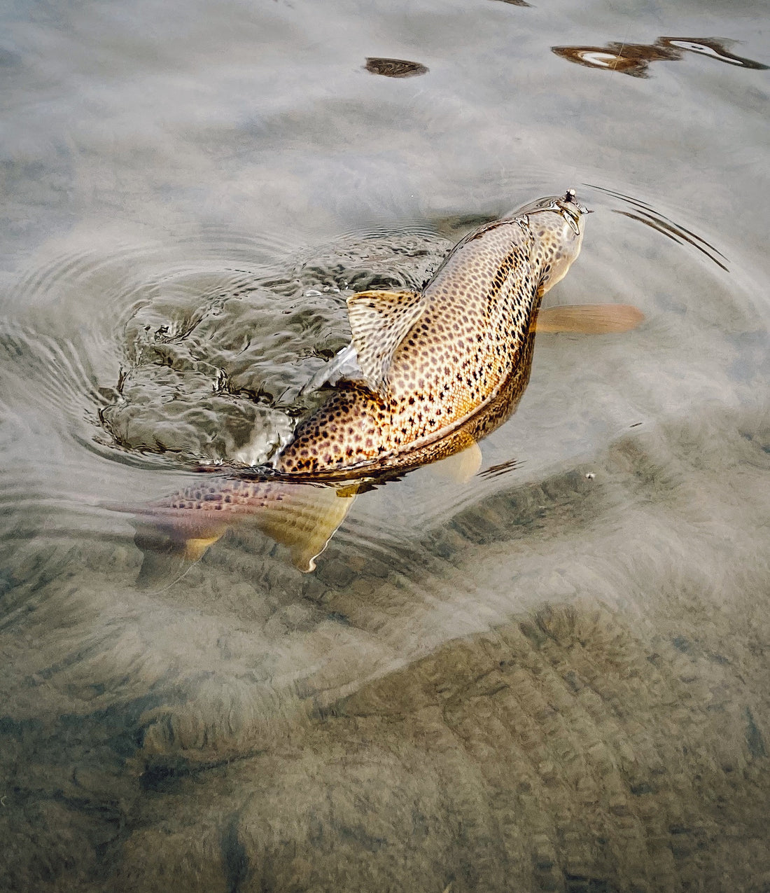 Brown Trout Truckee River