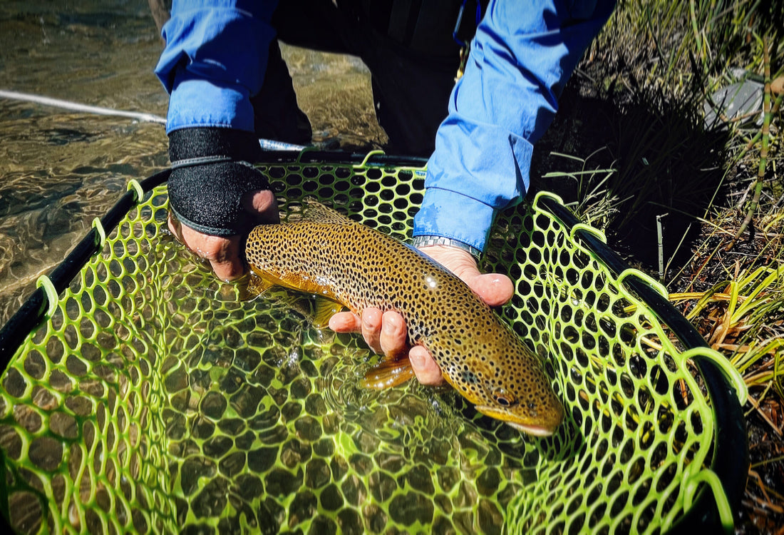 Truckee River Brown Trout