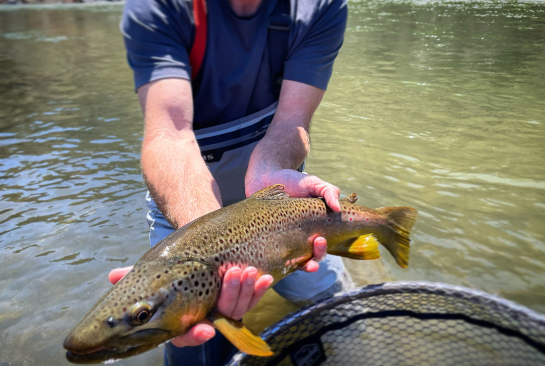 Truckee River Fly Fishing Report