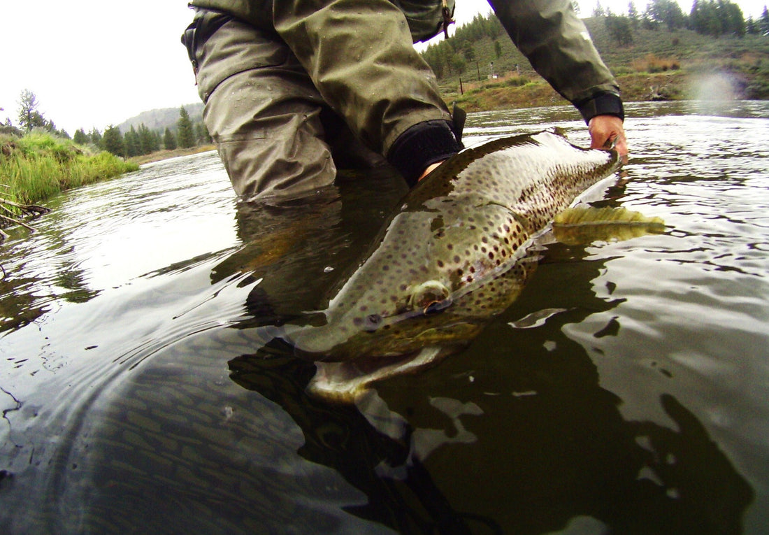 Truckee River Fly Fishing Report October 19 2024