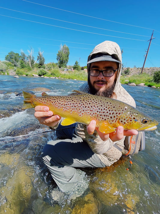 Truckee River Brown Trout