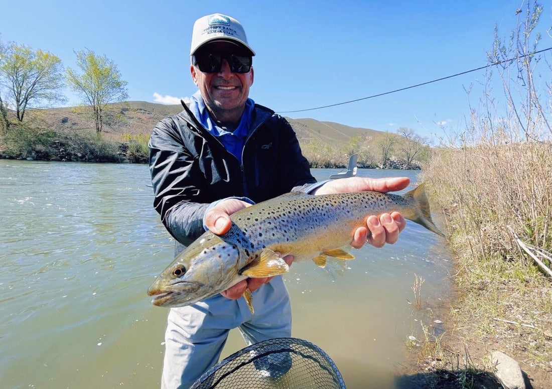 Truckee River Brown Trout Nevada