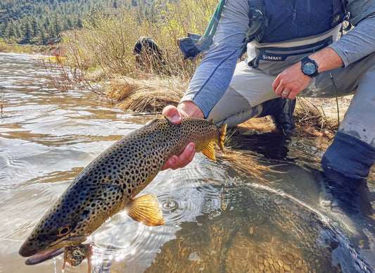 Streamer Fishing Truckee River