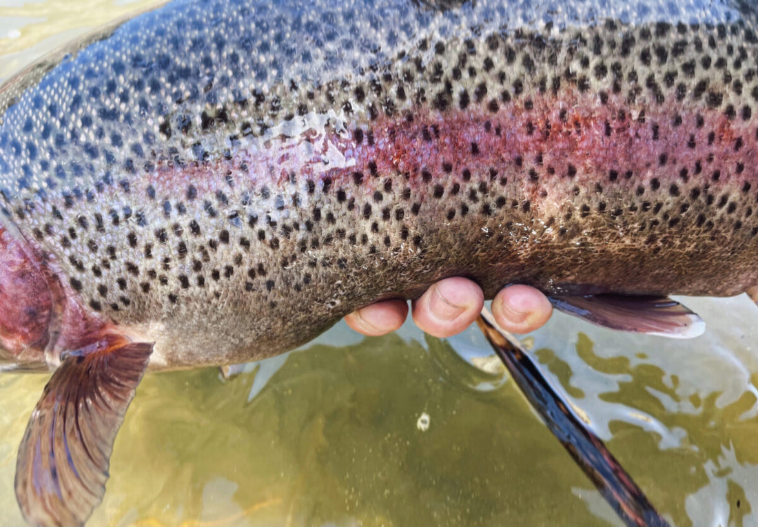 Truckee River Rainbow