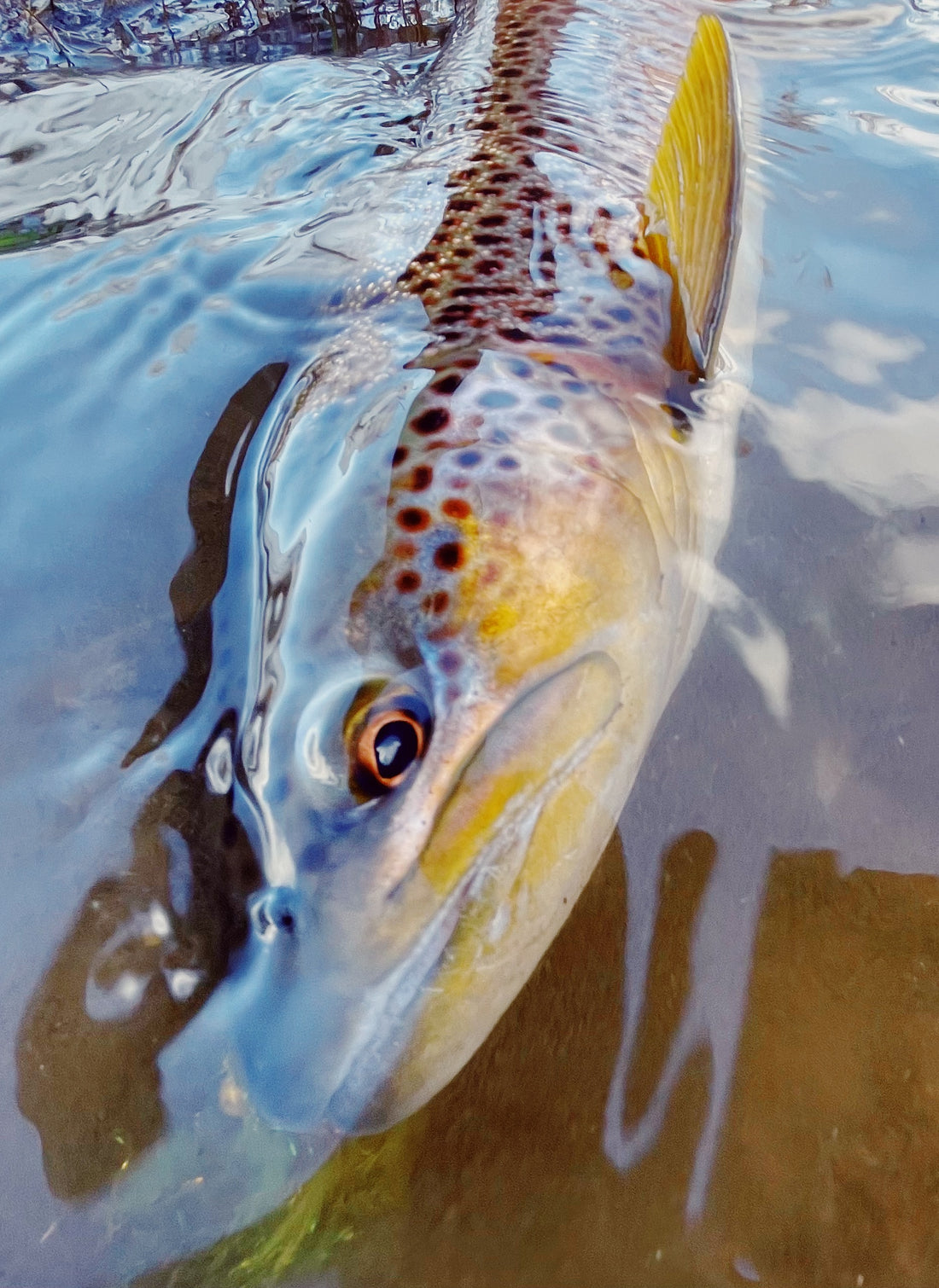 Winter Streamer Clinic Truckee River