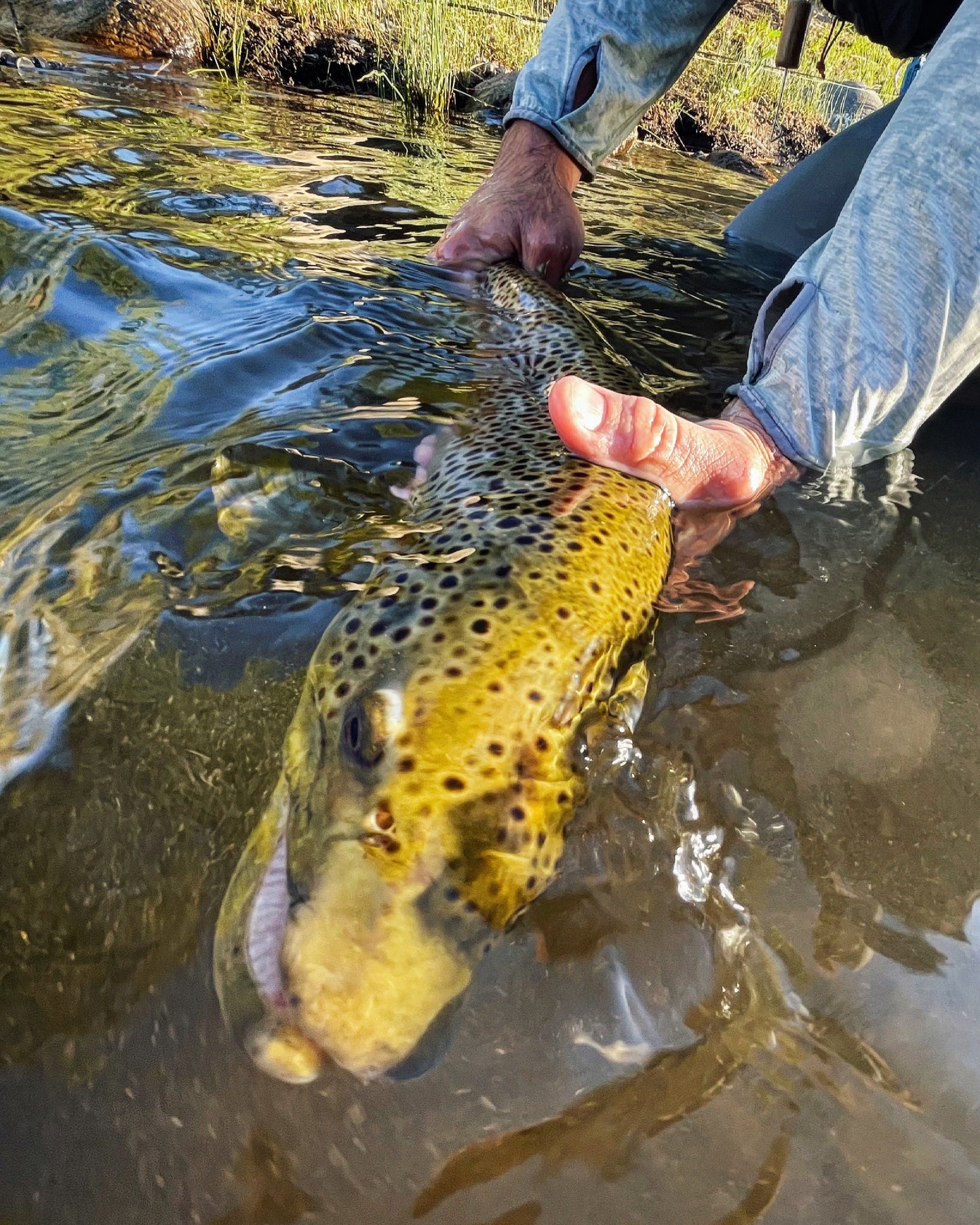 Guided Fly Fishing Trip