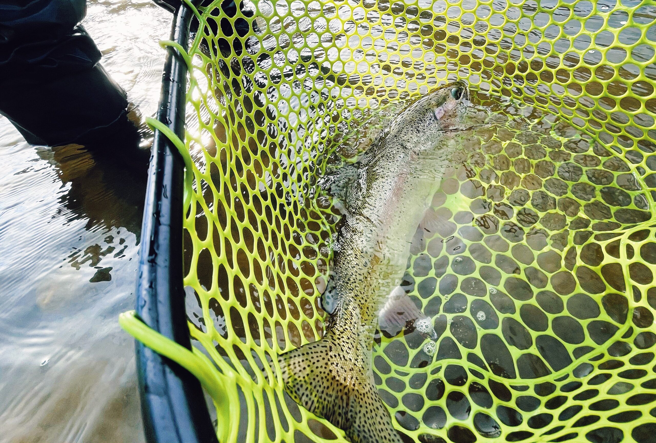 Truckee River Fly Fishing Report-8-4-22 - Gilligan's Guide Service