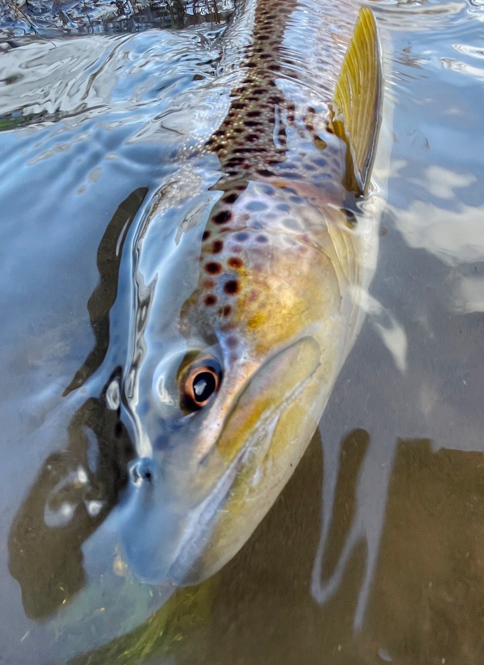 Truckee River Fly Fishing Report-8-4-22 - Gilligan's Guide Service